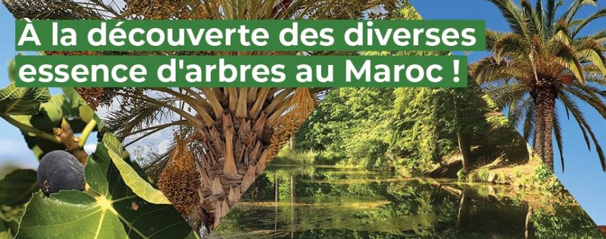 decouverte diverses essence arbres maroc