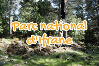 ifrane, national, park, morocco