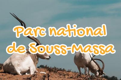 parc, national, souss, massa, maroc
