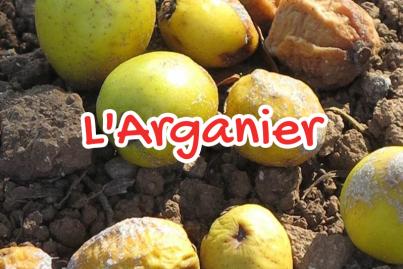 L’arganier