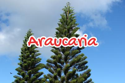 L’Araucaria