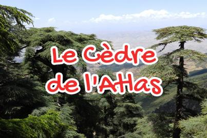 Le Cèdre Marocain