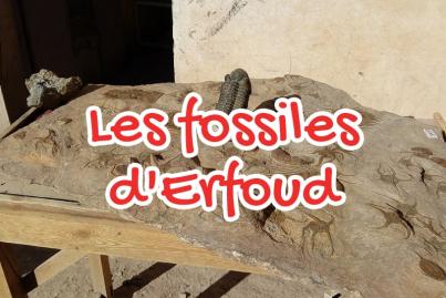 Le grand musée de fossiles au Monde