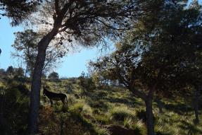 Image - Parc national d'Al Hoceïma