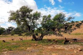 Image - séléction des sites touristiques incontournables de Chtouka-Ait Baha