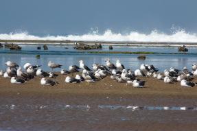 Image - La plage de Skhirat près de Rabat
