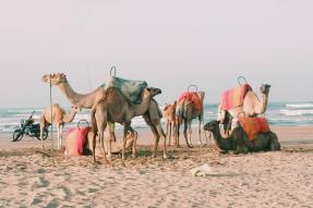Image - Promenade en chameau sur la plage de Saïdia