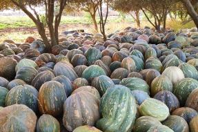 Image - Sidi Bennour : Située dans le pays Doukkala