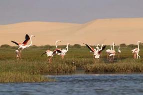 Image - Parc National de Khenifiss à Tarfaya