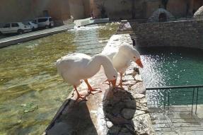 Image - La Source Bleue et le mythe de Tiznit