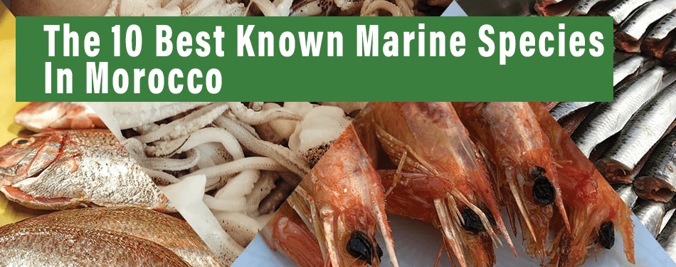 the best known marine species in morocco