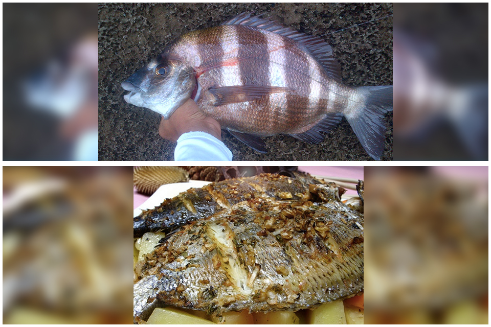 sar poisson marocain infos tourisme maroc
