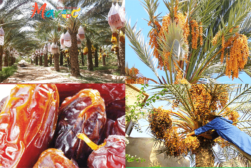 palmier dattier arbre providence oasis tafilalet flore maroc
