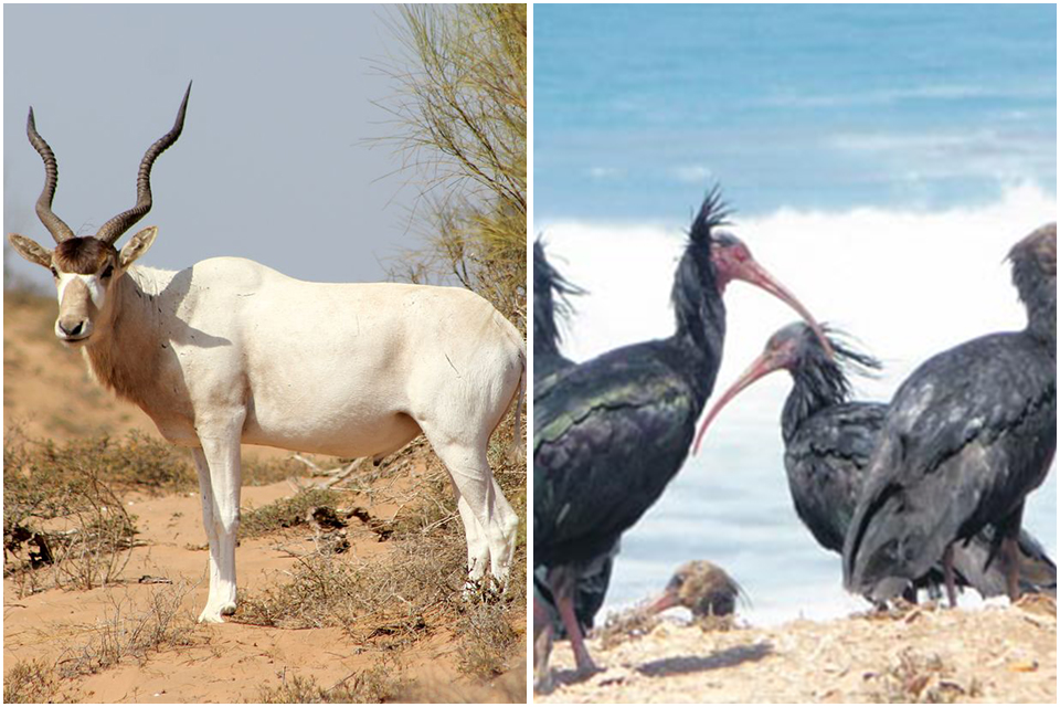 parc national souss massa agadir morocco infos tourisme maroc