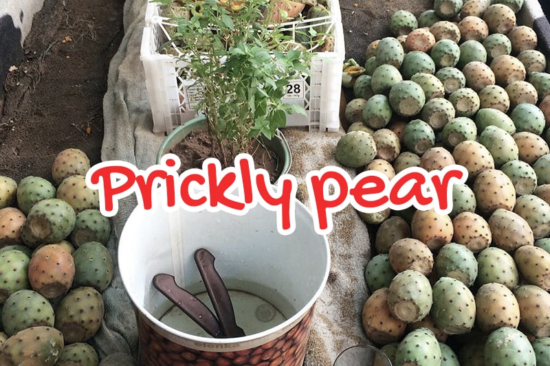 Prickly pear