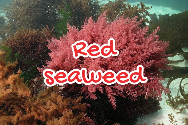 Red seaweed