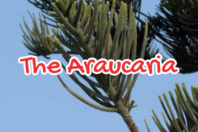 The Araucaria