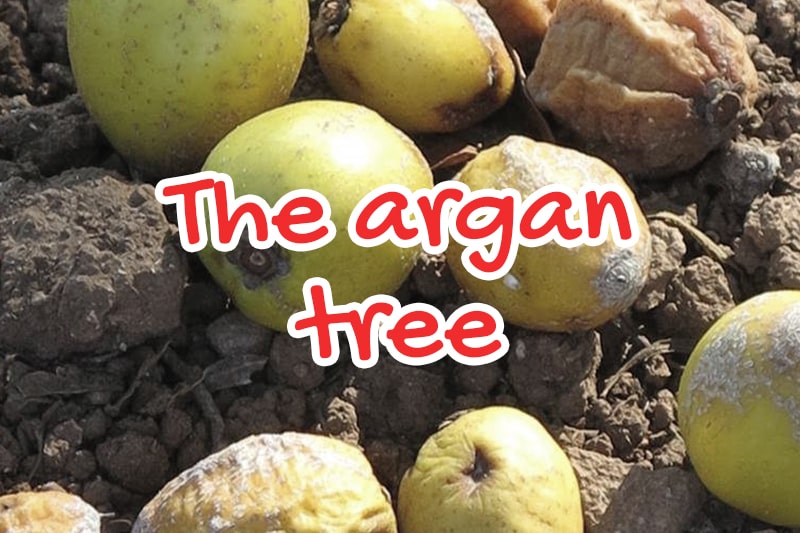 Argan oil
