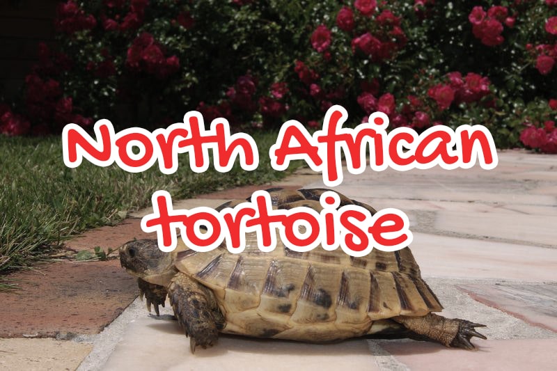 The North African tortoise