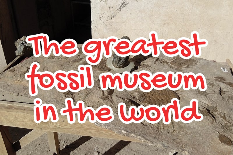 The greatest fossil museum in the world