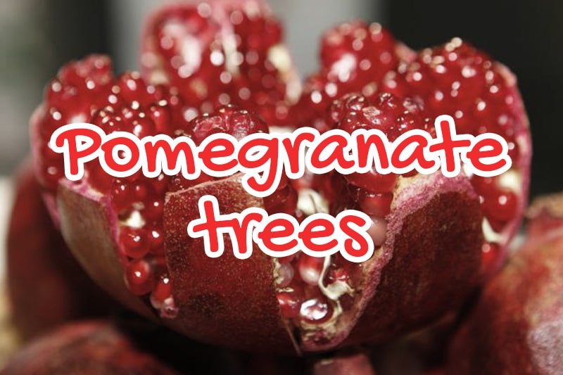 Pomegranate trees